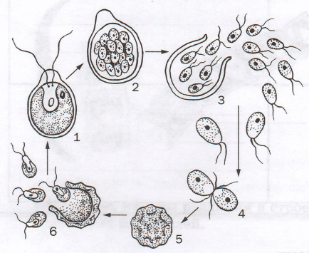 Решение рисунок 2