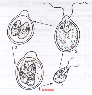 Решение рисунок 1
